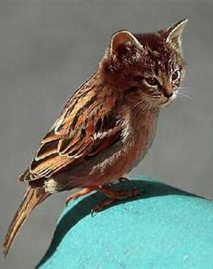 Cat-Bird